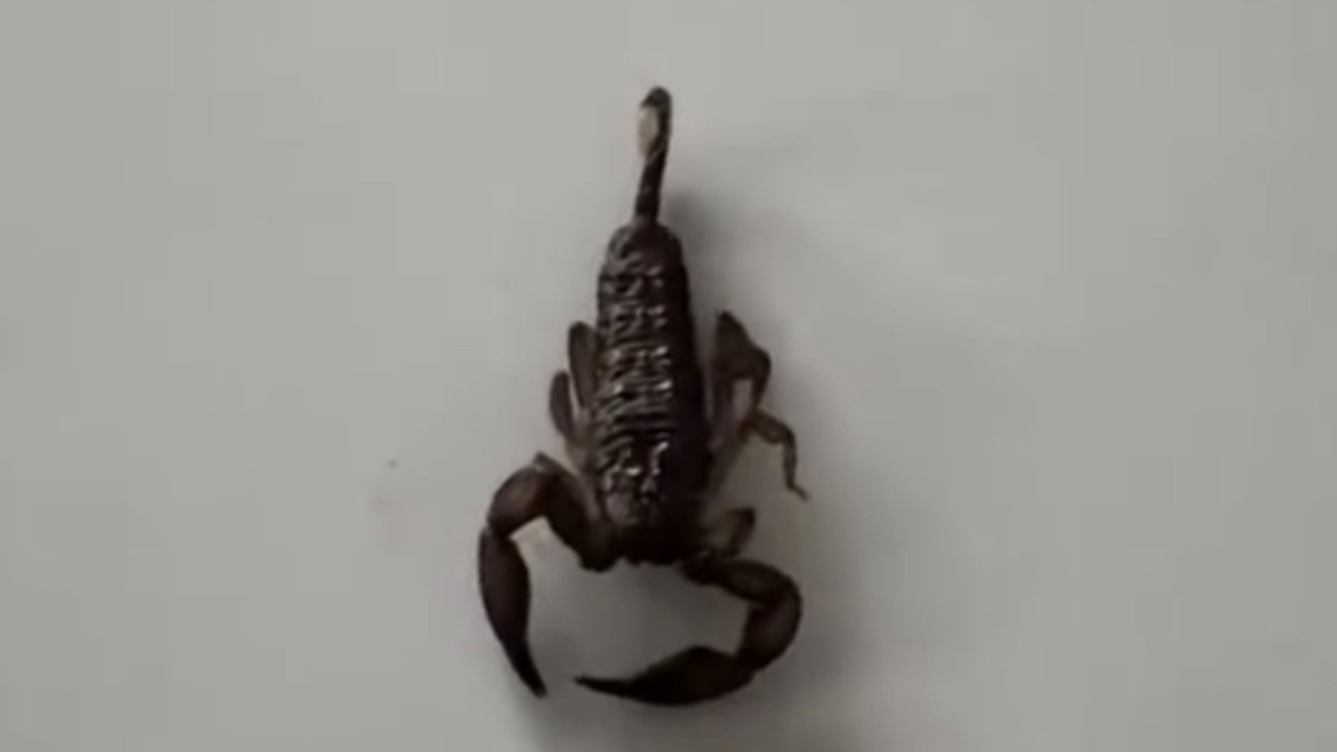 Fijian scorpion hitchhikes to New Zealand