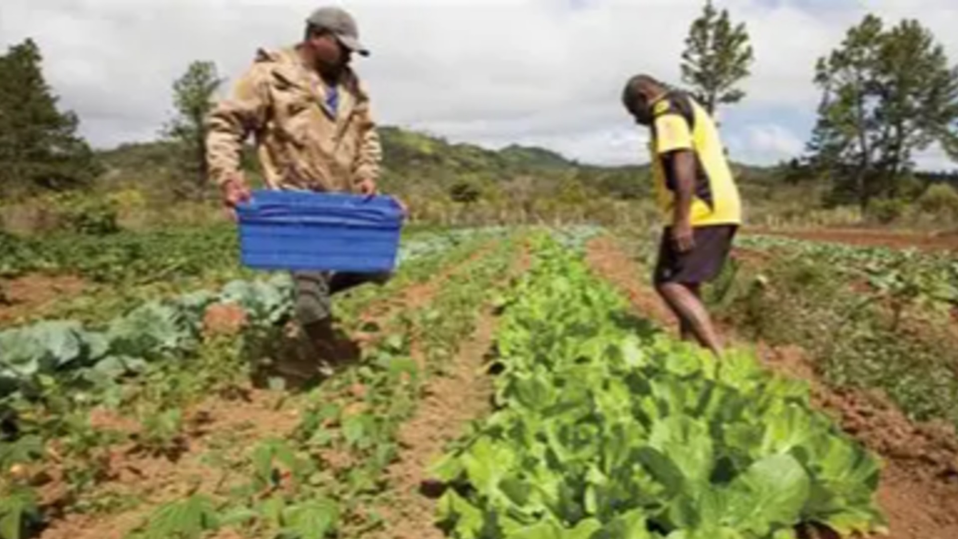 Farmers worried further fuel price increase could leave them with no income