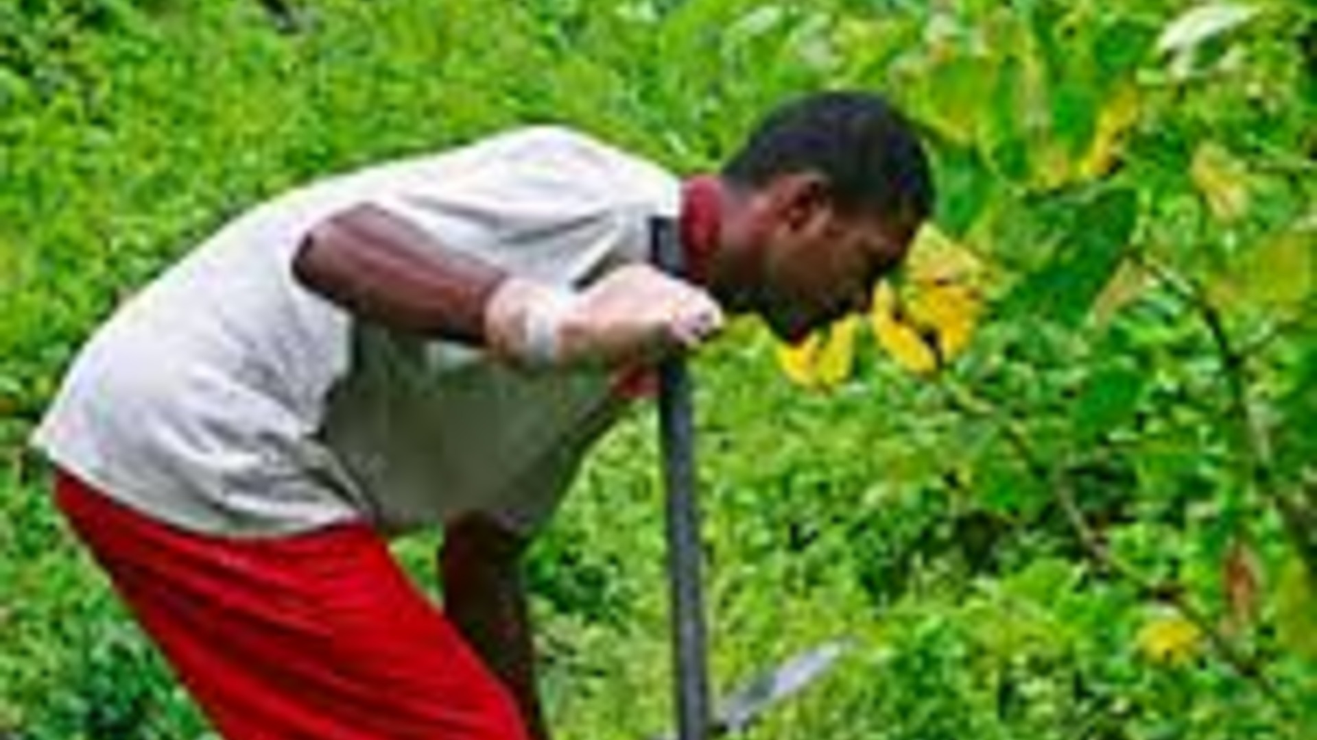 Taveuni villagers step in to help students after repeated yaqona thefts