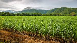 Macuata Provincial Council Chairman urges farmers not to delay cane harvest