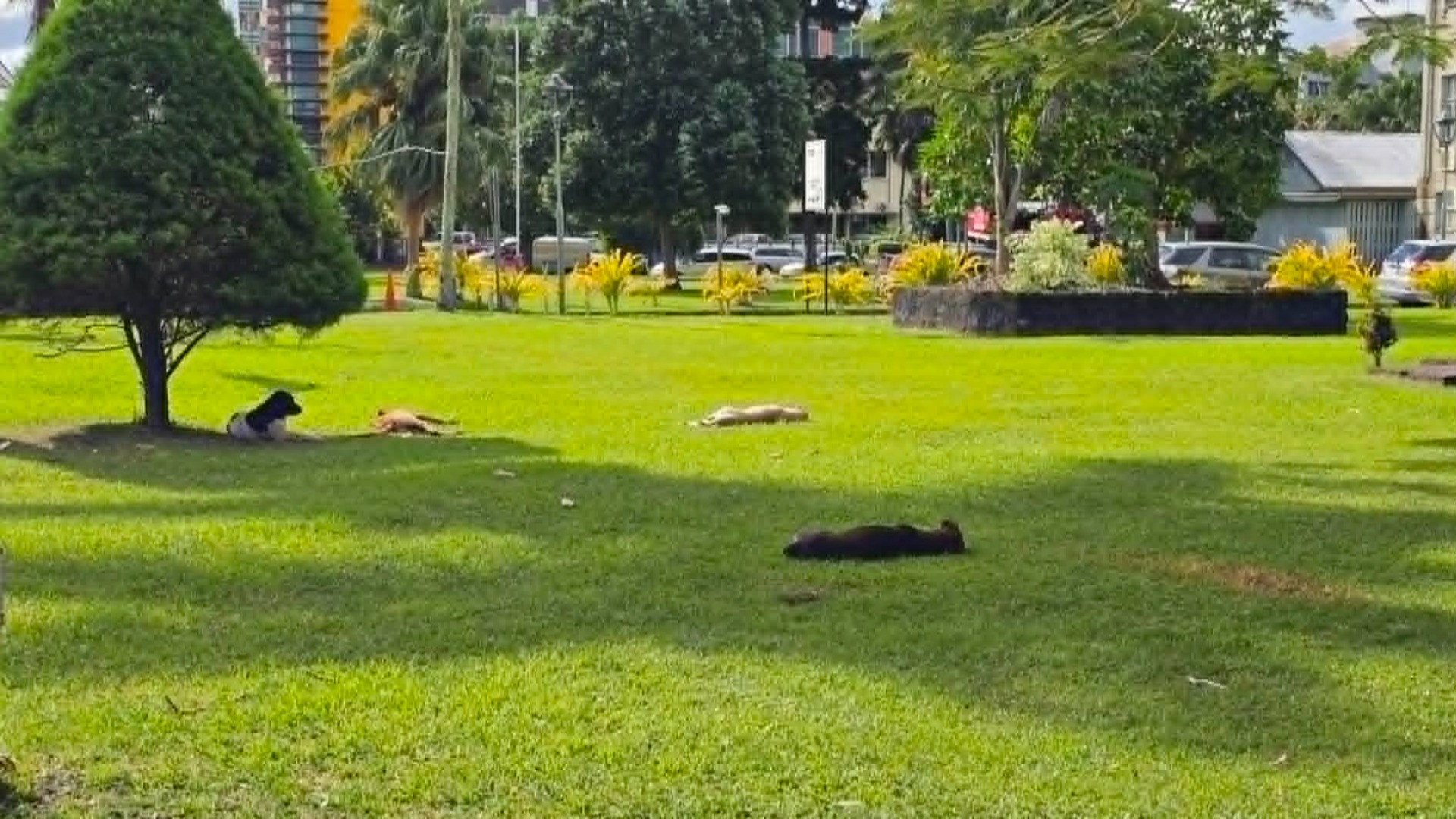 Police continue investigation into man's death as stray dogs remain on Suva streets