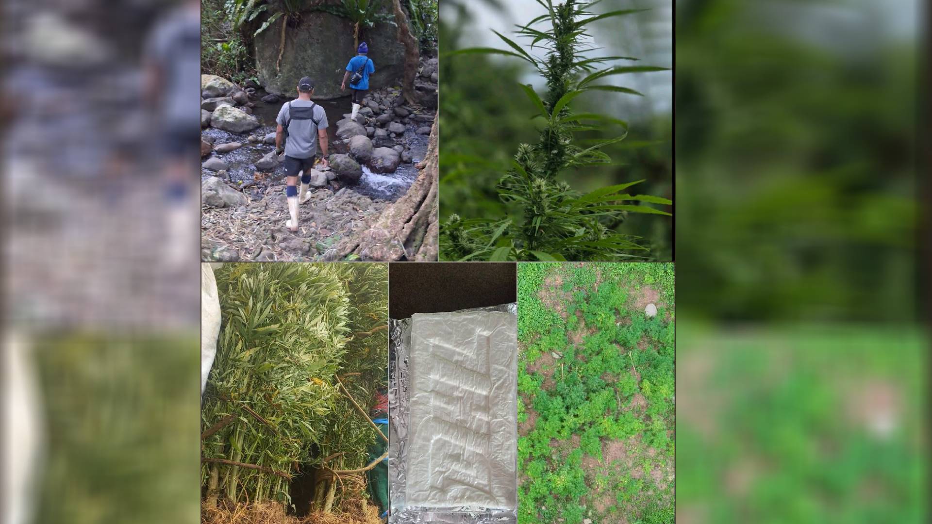 Police seize 5,600 suspected marijuana plants, confirm 76 cocaine parcels recovered