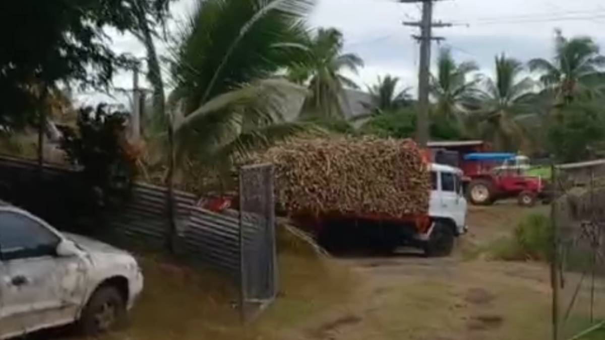Gallau, Rakiraki farmers choose harvesting over strike despite challenges