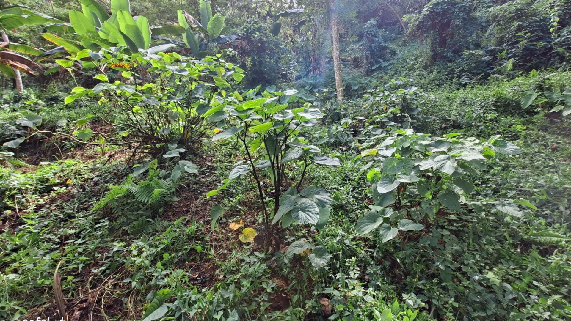 Bua farmer calls for Police action after losing thousands of dollars to yaqona theft