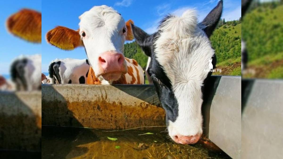 Animals Fiji to host Disco for a Cause fundraiser in support of animal welfare
