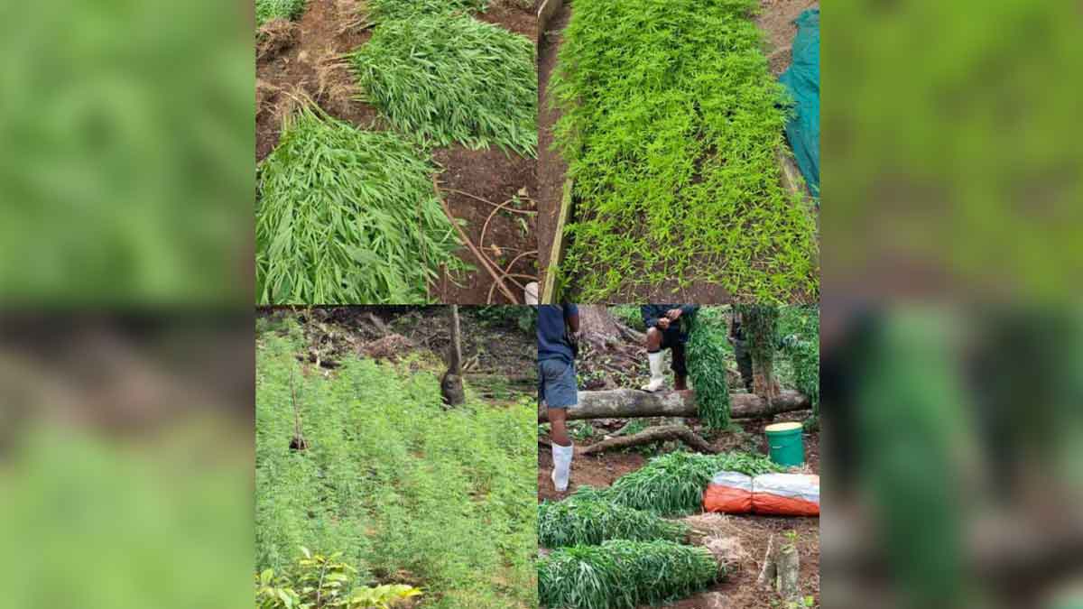 Close to 8,000 plants believed to be marijuana seized in Northern Division raid