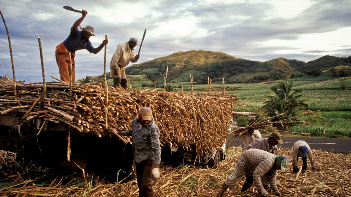 PM to lead sugar industry consultations with farmers in Vanua Levu