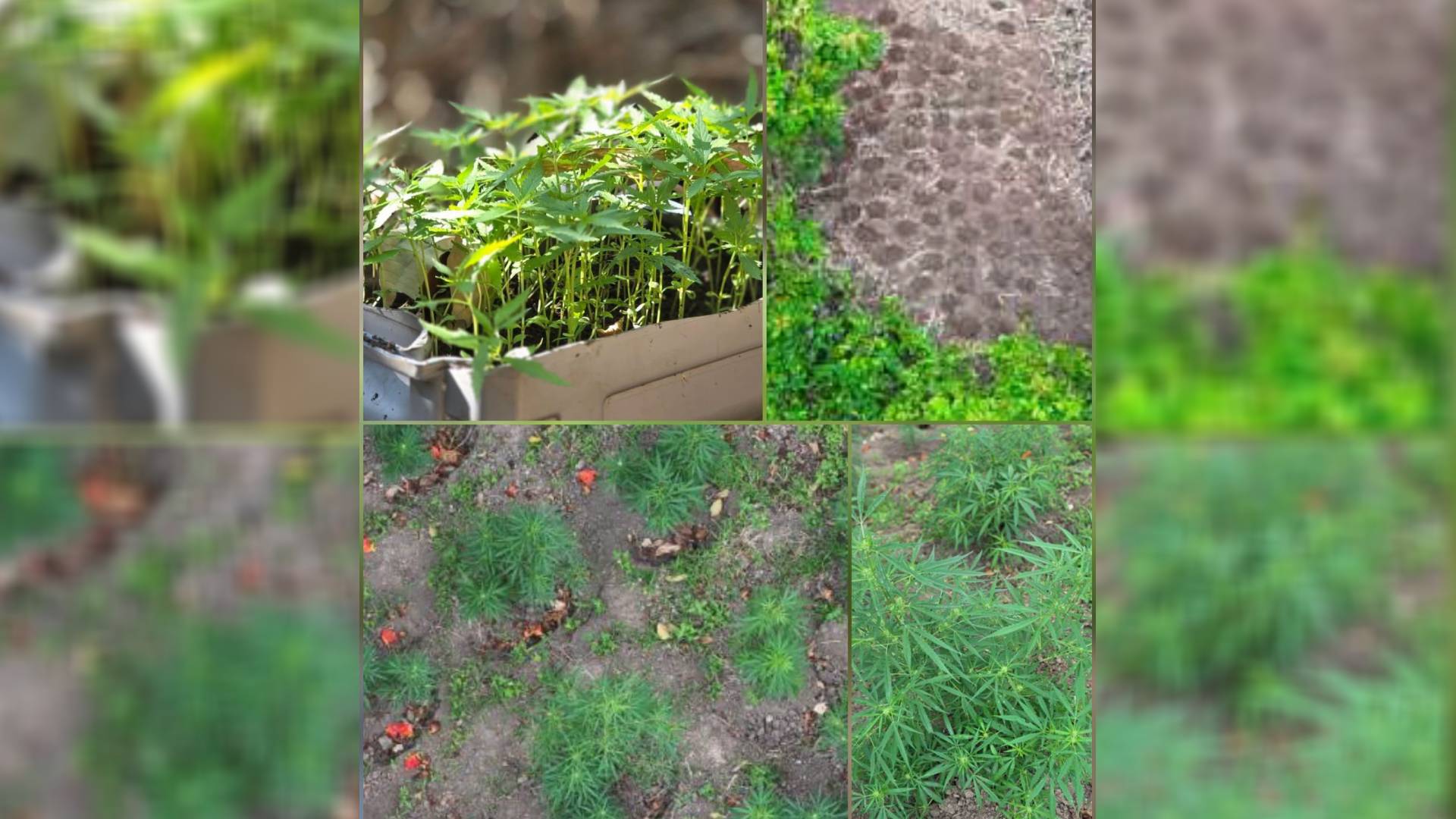 More than 2,000 suspected marijuana plants seized in Vatuyalewa mountain range