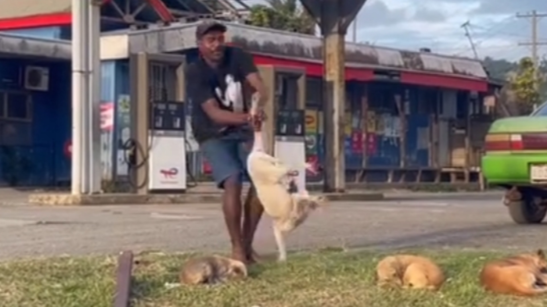 SPCA Fiji to lodge Police complaint over viral video of dog being thrown by a teenager