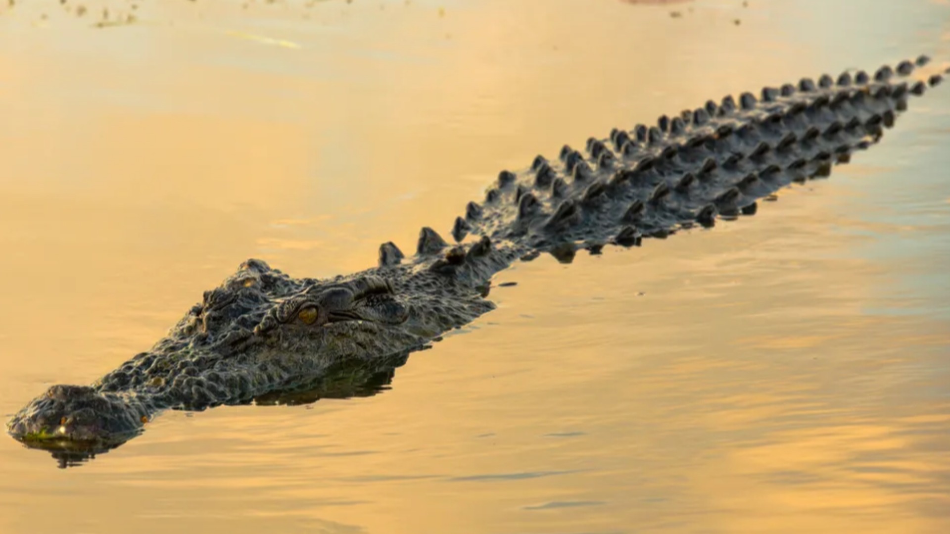 Crocodile-infested river cleared to host Brisbane 2032 Olympic rowing events