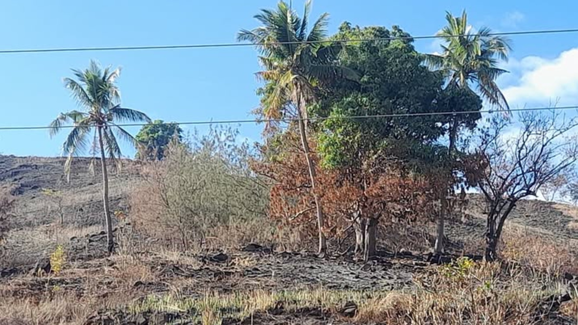 El Niño dry spell puts Lautoka farmers and livestock under pressure