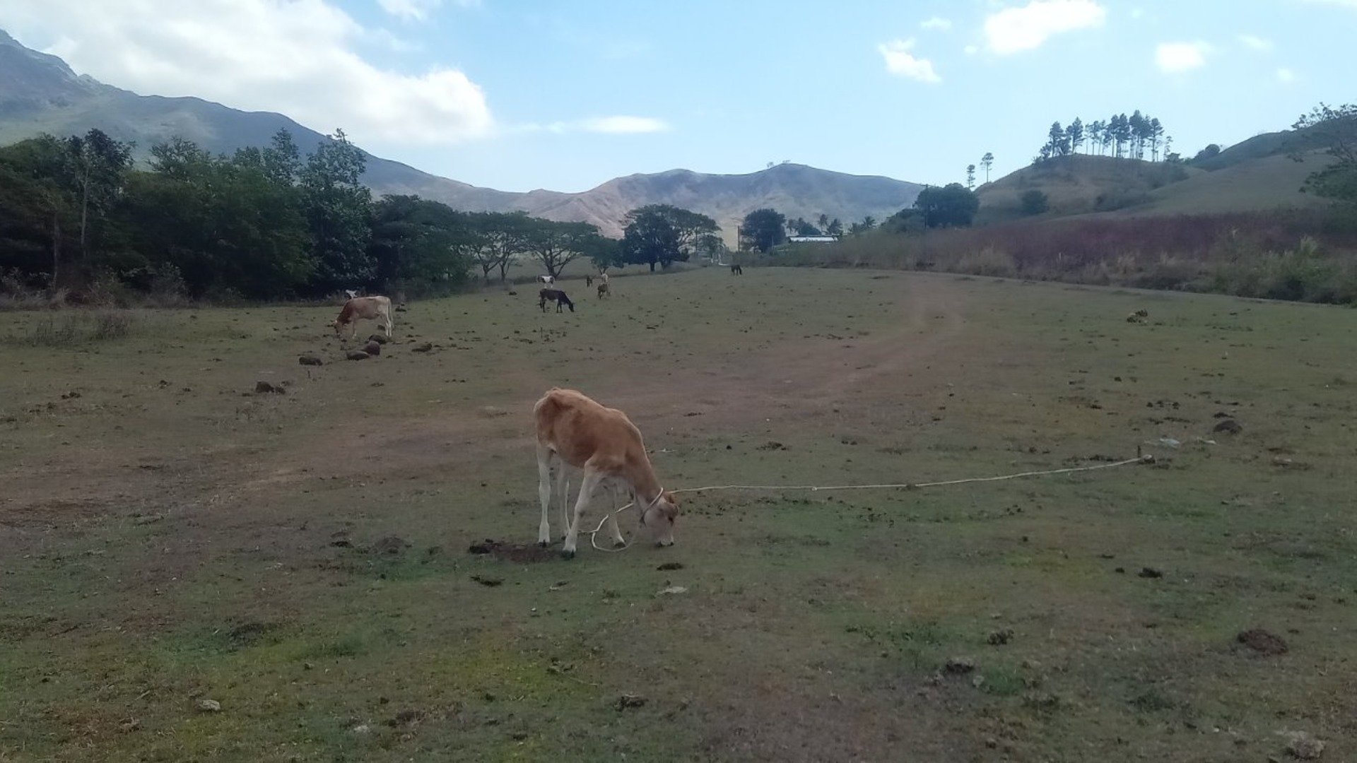 Rakiraki farmers lose livestock as water shortage worsens