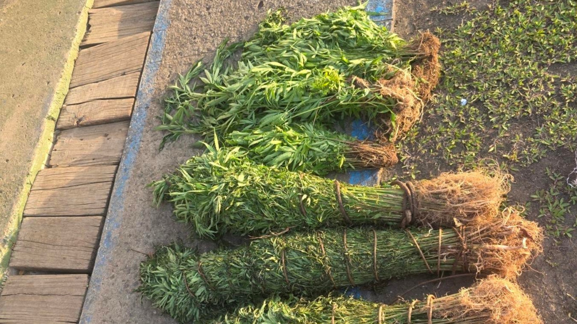 Five arrested in separate drug-related cases across Fiji