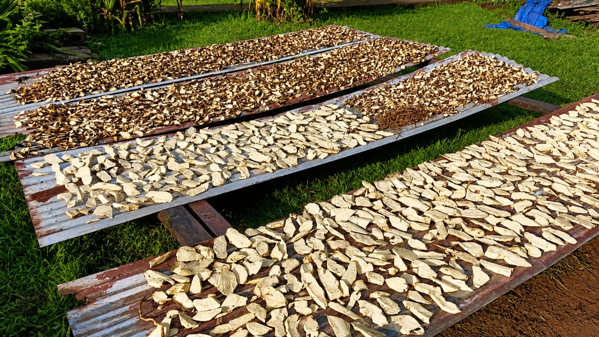 Stricter kava import controls introduced to prevent contaminated and poor-quality kava entering Fiji