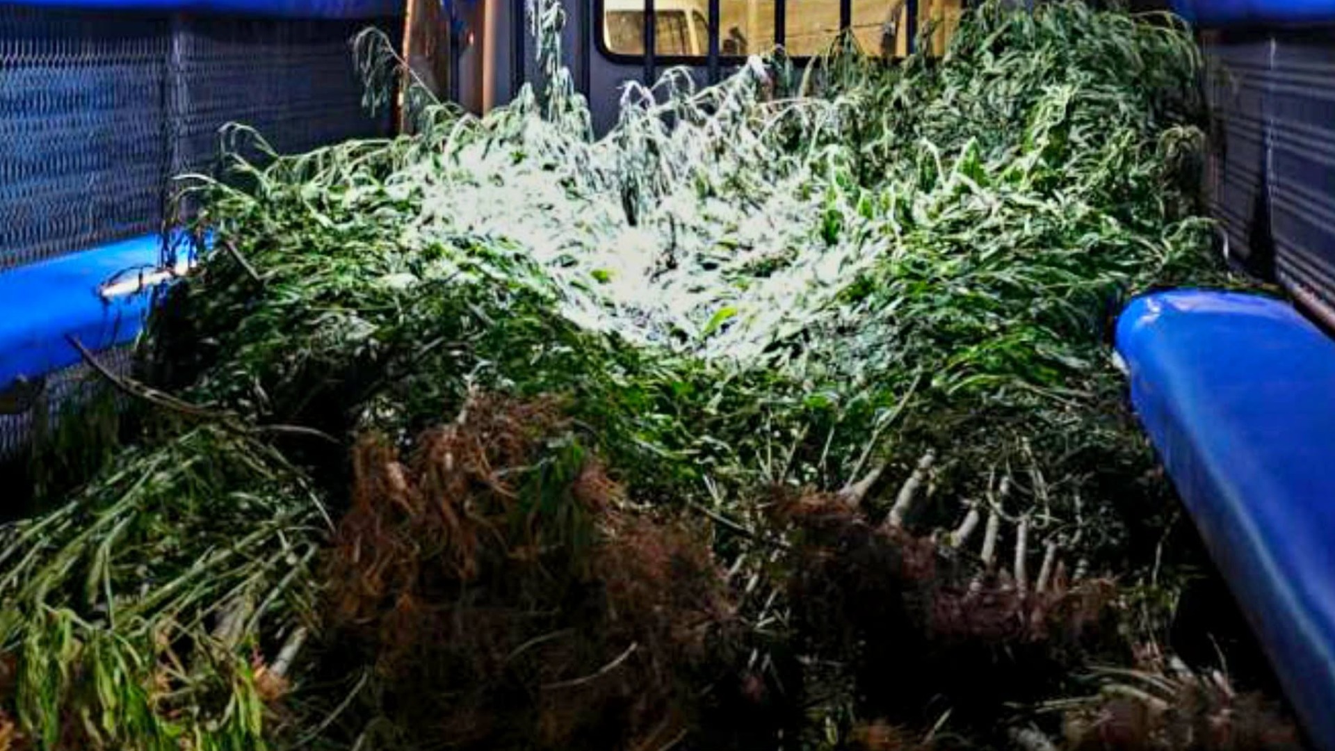 Police yet to locate owner of Bua farm