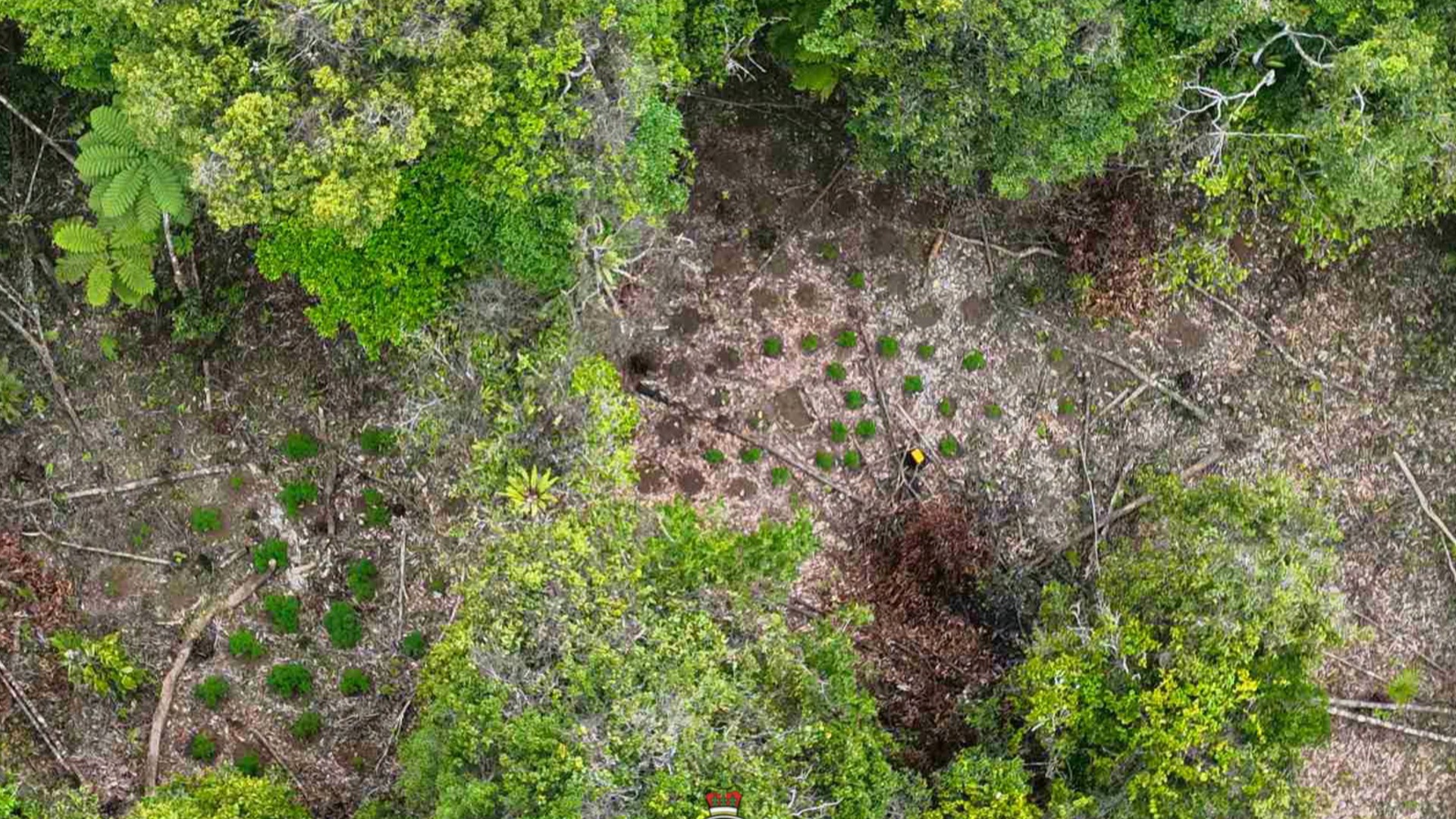 38-year-old farmer arrested after 2,371 suspected marijuana plants uprooted in Savusavu