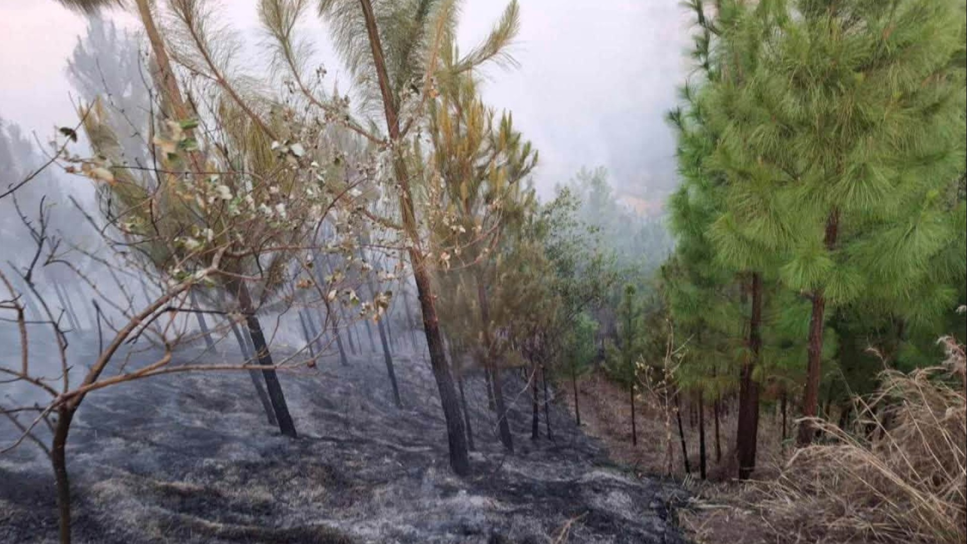Fiji Pine Limited urges public to take precautions to prevent forest fires