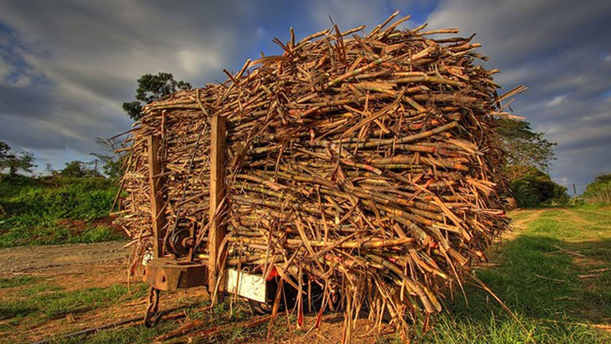 Rarawai Mill to close next Wednesday as growers urged to complete harvesting