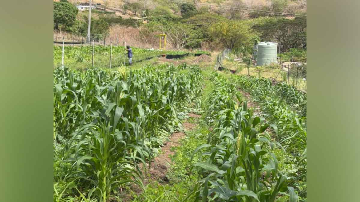 Drought will set farming back two years – Singh
