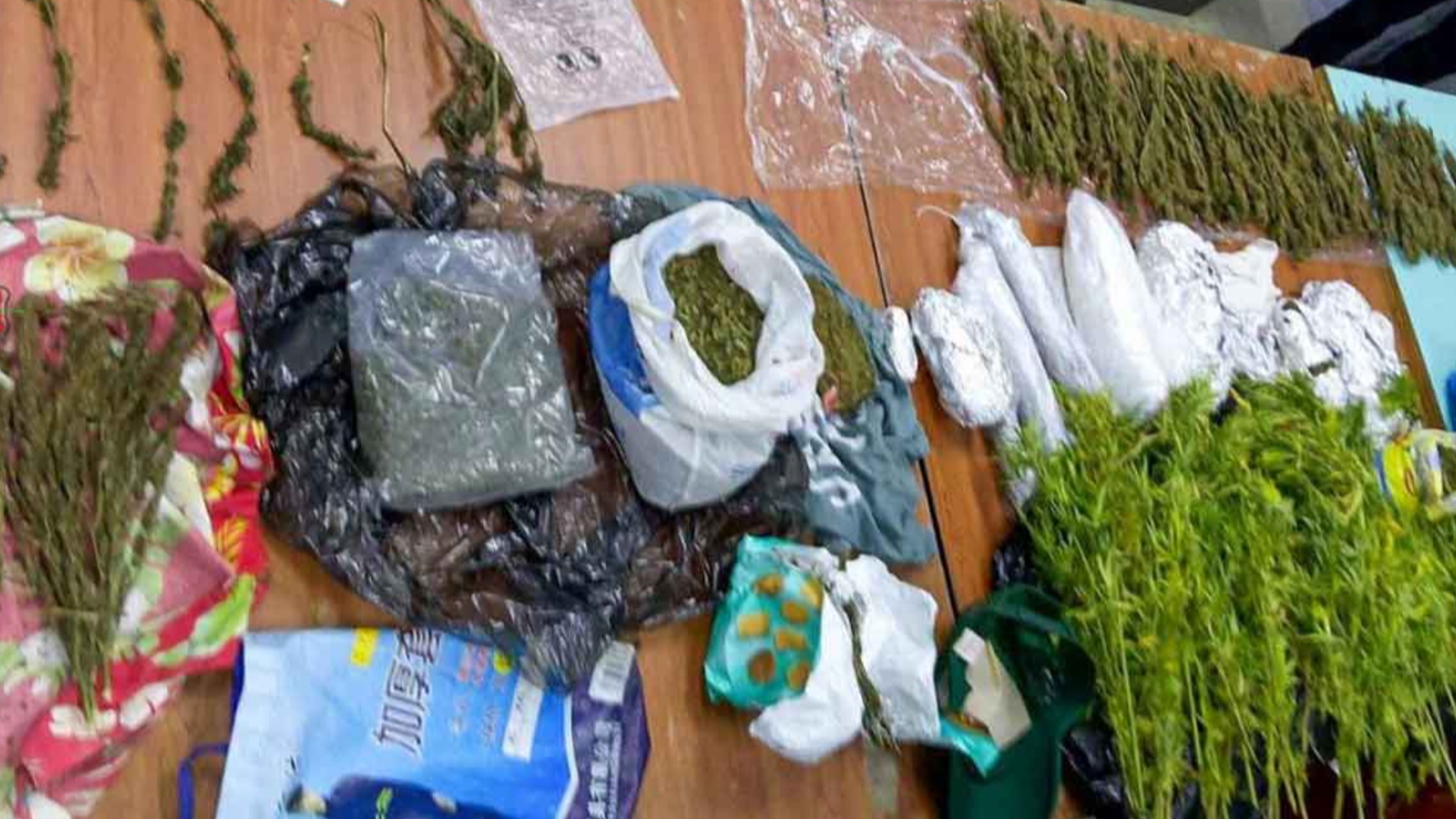 More than 1,600 suspected marijuana plants discovered in Northern Division, police continue nationwide drug operations