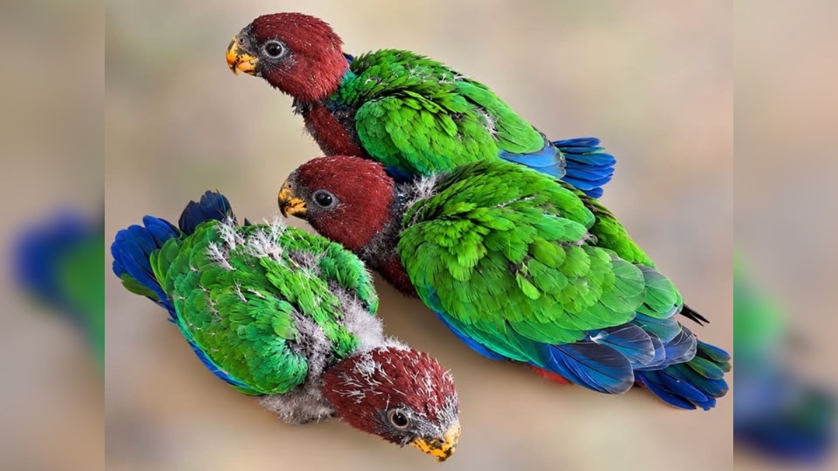 People caught buying or selling wild parrots face $20,000 fine
