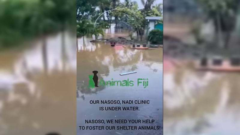 Special call for help from Animals Fiji as their Nasoso, Nadi shelter is  flooded
