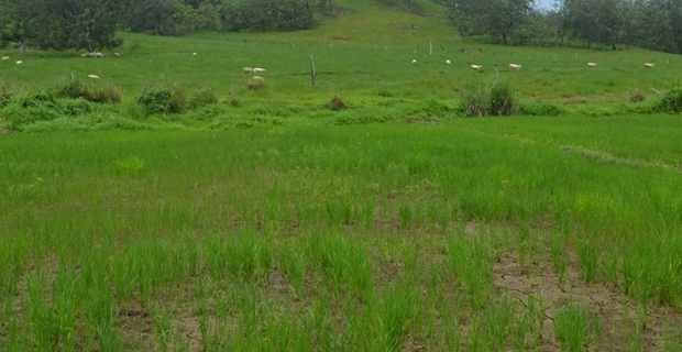 Plans to bring in more machines for rice farmers in Dreketi