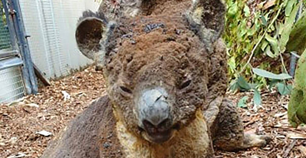 Over 1 billion animals feared dead in Australian bushfires