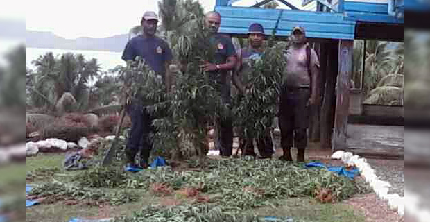 More than 50,000 marijuana plants uprooted during the Duavata Community Policing initiative - Kubuabola 