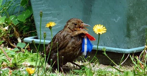 Dozens of birds found dead or injured with Christmas decorations tied around their necks and wings