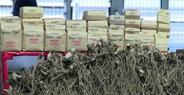 People travelling to Australia now able to carry across maximum of 4kg of kava