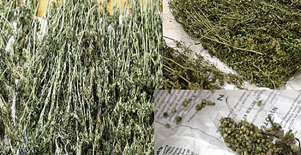 Marijuana case transferred to Suva High Court