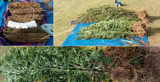 Police confirms 600kg of plants believed to be marijuana estimated value of $2.3 million uprooted in Kadavu