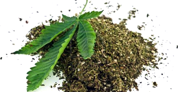 Kadavu man jailed for 4 years and 9 months for marijuana cultivation