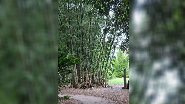 Nawi Island Limited in talks with the Indonesian Embassy in Fiji to introduce three new species of Bamboo to Fiji