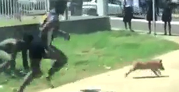 Pig on the loose on the highway in Nadi 