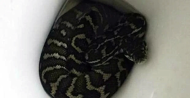Woman bitten on bum by snake in toilet