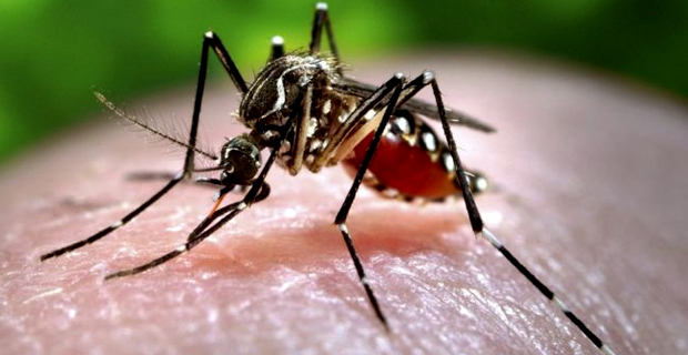 One death from dengue fever, about 2,000 dengue fever cases this year