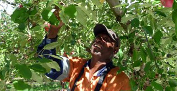 Massive increase from 1,750 to 12,850 in seasonal work cap for New Zealand seasonal workers