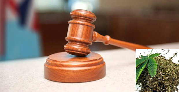 27-year-old man jailed for 14 years and 2 months for cultivating marijuana