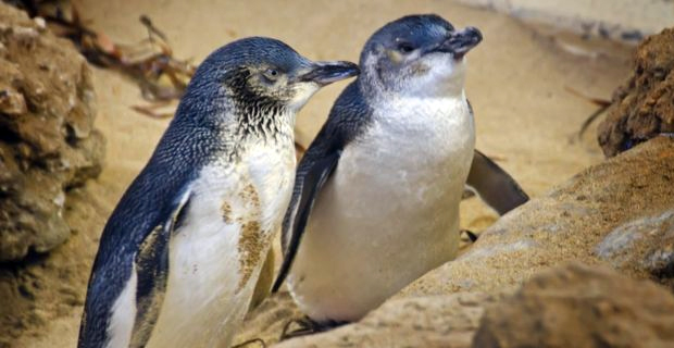 58 Australian penguins slaughtered in suspected dog attack