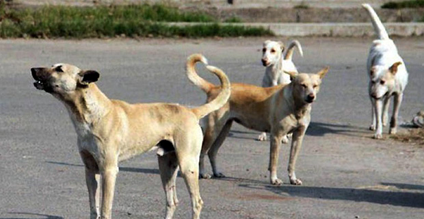 Call for poisoning stray dogs not to be considered as form of animal control 