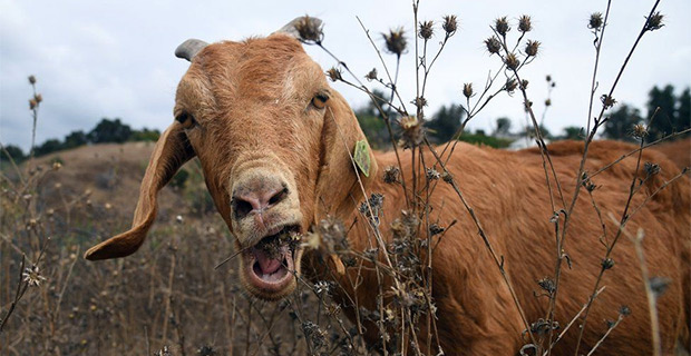 Hungry goats help save Ronald Reagan Presidential Library from wildfires