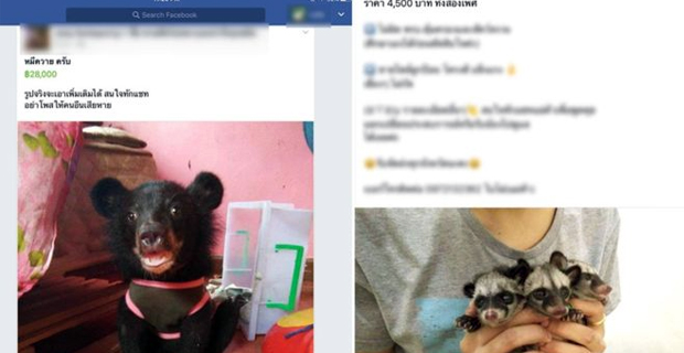 Animal trade exposed in Thailand