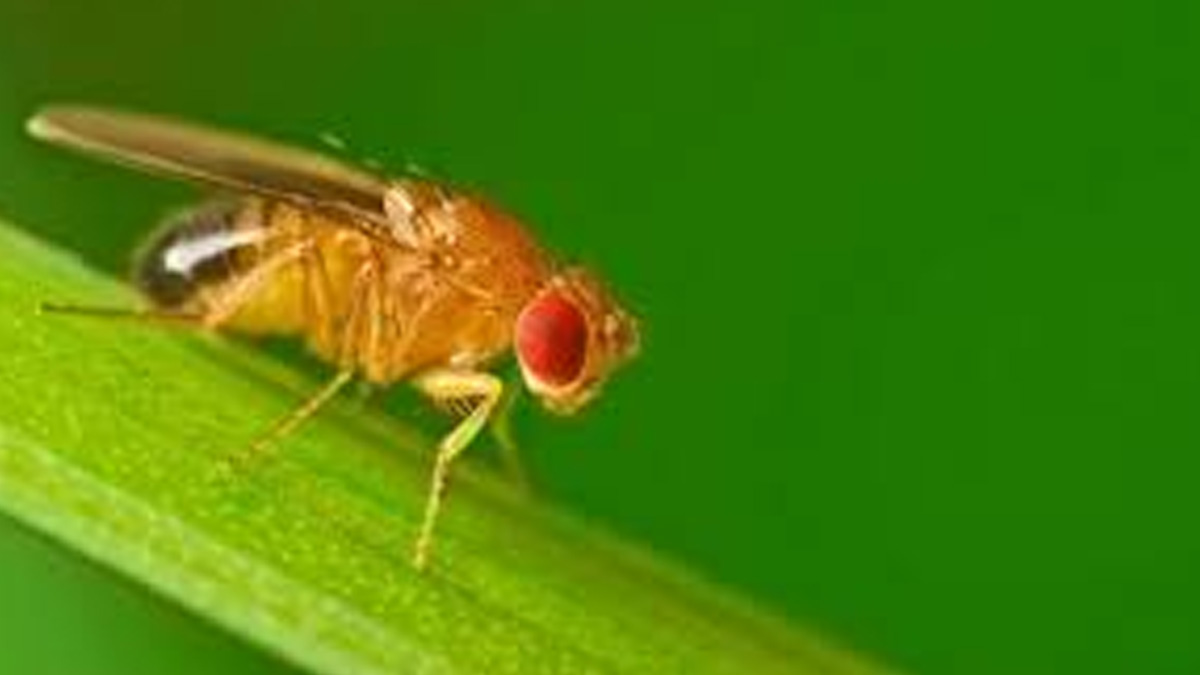 Tongan fruit fly triggers immediate quarantine for Yasawa and Mamanuca
