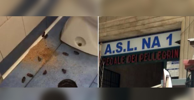 Nurses 'released cockroaches to get transfer from ward'