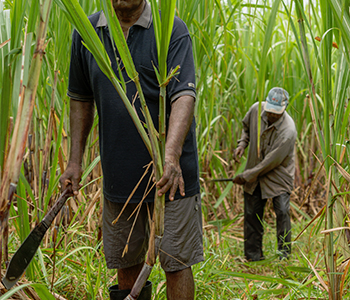 NFU refuses to accept FSCâ€™s statement that Labasa growers have been assisted under the Govtâ€™s $10.2M assistance package 