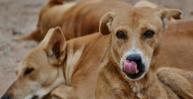 682 stray dogs captured during the 8 week stray dog control campaign - Reddy