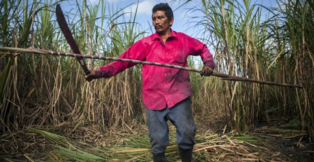 Sugarcane farmers to receive their final cane payment for 2018 season today