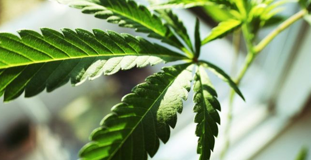 Australia aspires to be world’s leading medicinal marijuana exporter